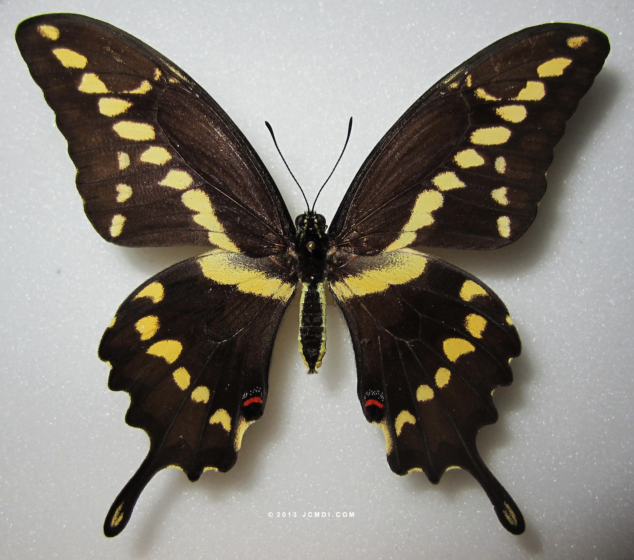 Giant Swallowtail (Papilio cresphontes) female